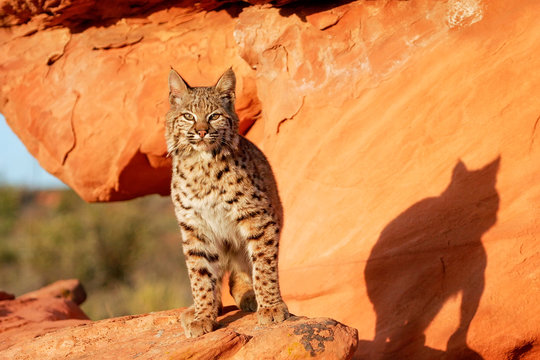 Bobcat standing on red rocks