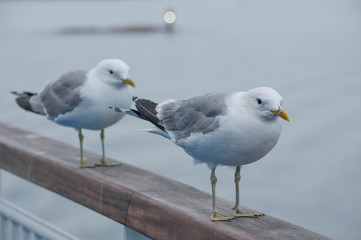 Two seagulls sitting on a railing at the ocean