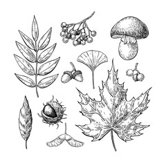 Autumn vector set with leaves, berries, chestnuts, nuts, mushroom