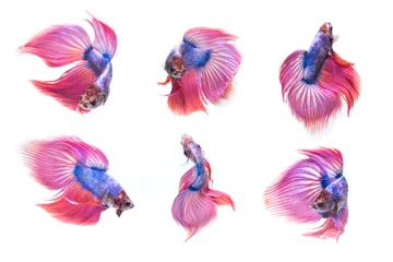 Papier Peint photo Papillons Abstrait de mouvement de queue de poisson betta siamois
