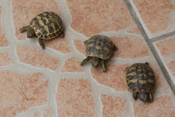 tartarughine