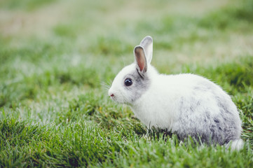 Petit lapin blanc et gris