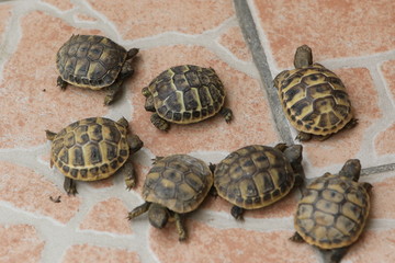 tartarughine
