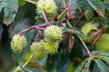 European horse-chestnut (Aesculus hippocastanum) tree in blossom.