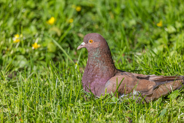 Obraz na płótnie Canvas Wanderlust landscape of a brown-red young pigeon laying on a fresh spring grass with flowers.