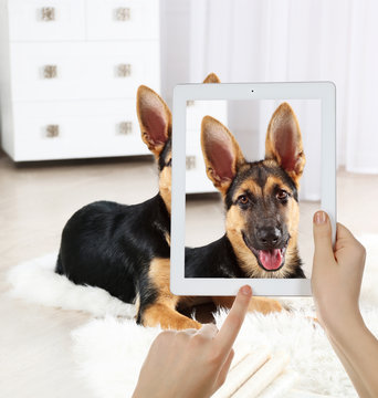 Female hands taking photo of cute puppy on tablet.