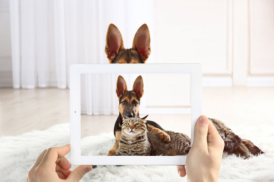 Male hands taking photo of cute puppy and cat on tablet.