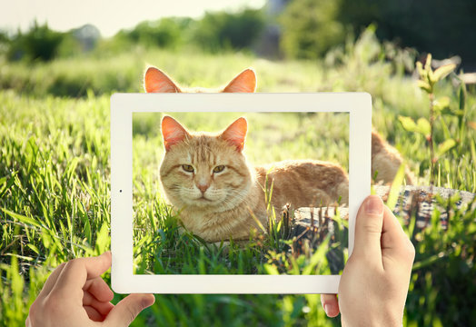 Male Hands Taking Photo Of Cute Cat On Tablet.