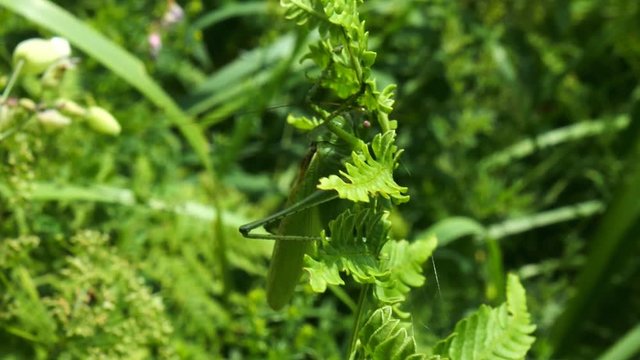 big Green Bush-Cricket (Tettigonia viridissima) in nature. grasshopper met in  mountains on a green stem
