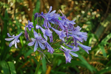 Lily of the Nile (Agapanthus praecox subsp. praecox 'Azure') bloom. Blue flowers.
