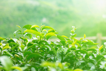 Tea leaves at a plantation in the beams of sunlight.