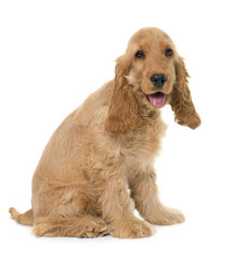 puppy cocker spaniel in studio