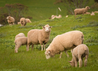 Naklejka premium Australian Agriculture Landscape Group of Sheep in Paddock