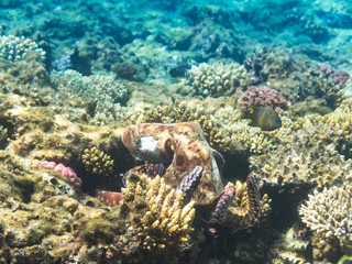 Naklejka na ściany i meble Octopus.Marine Life in the Red Sea. Egypt