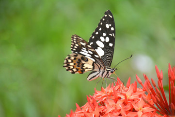 butterfly on flower (Common tiger butterfly)