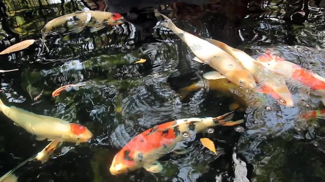 Koi, Fancy Carp are swimming in above