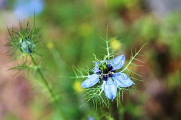 A pale blue tender Nigella damascena in german garden against natural green background