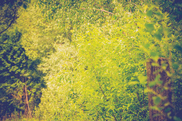 Green Summer Trees Retro