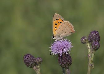 Motyl © arek0michalak