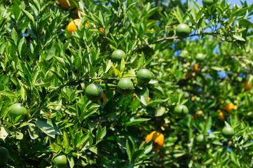 Orangenplantage mit Orangen in Alanya 