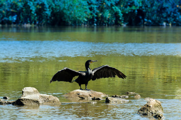 Kormoran reinigt sein Gefieder