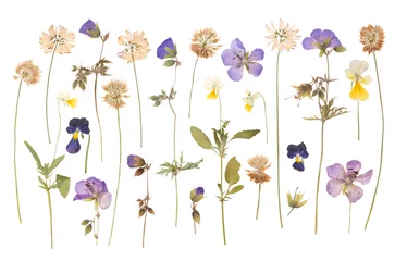 Printed roller blinds Flowers Dry pressed wild flowers isolated on white background