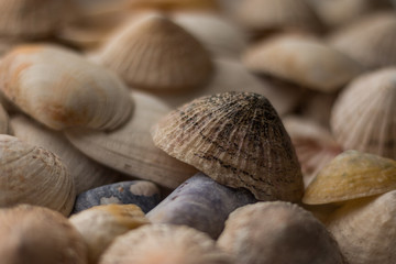Muscheln, Hintergrundgrafik