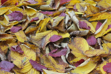 黄色と赤の落ち葉