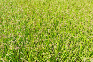 田んぼの稲　全面