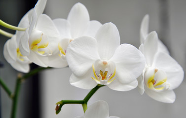 Fototapeta na wymiar Weiße Orchidee - Blütenrispe