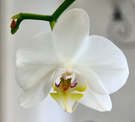 Weiße Orchidee - einzelne Bluete