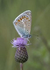 Motyl © arek0michalak