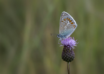 Motyl