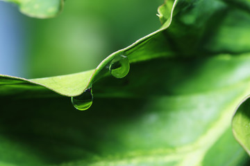 Dew drops on fresh  green grass leaves close up