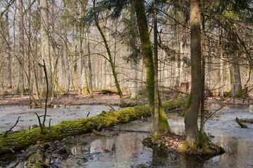 Springtime morning in wetland forest