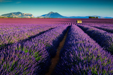 Obraz premium Niesamowite pola lawendy w Prowansji, Valensole, Francja, Europa