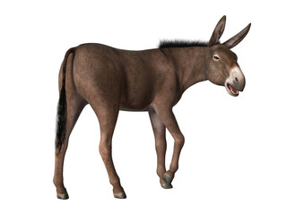 3D Rendering Donkey on White