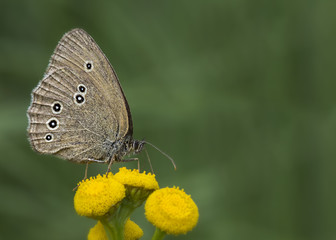 Motyl © arek0michalak