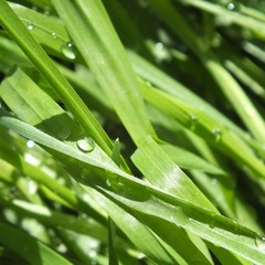 Green grass in dew