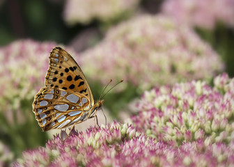 Motyl © arek0michalak