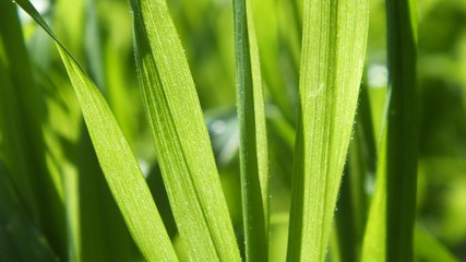 Fototapeta premium Green grass