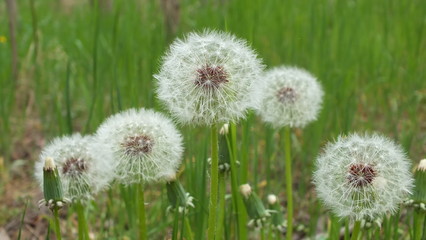 ripe dandelions before the rain