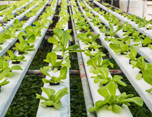 Hydroponics method of green cos.