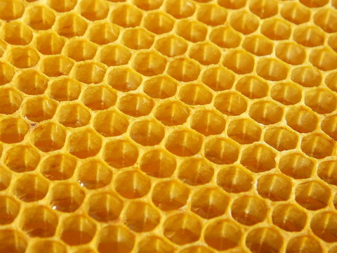 Golden sweet texture. Honeycomb with honey