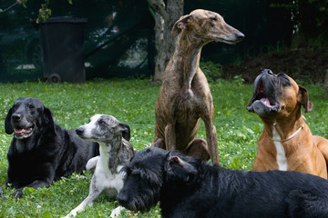 Group of dogs in the park 