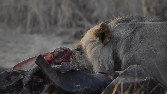 Lion (Panthera leo) feeding on an African bush elephant (Loxodonta africana) that they hunted. Ruaha National Park. Tanzania