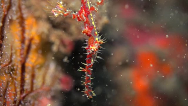 Bluestripe Pipefish in Taiwan 003