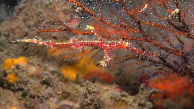 Bluestripe Pipefish in Taiwan 002