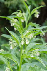 Comfrey with white flowers