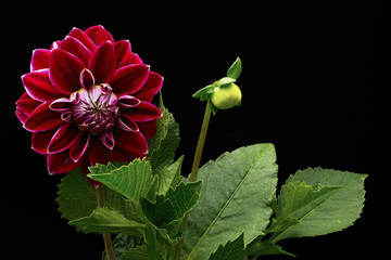 Dahlia red color (flowers on a black background)